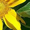 Helianthus annuus 'Sunspot', flowers