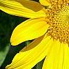 Helianthus annuus 'Sunspot', flowers
