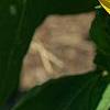 Helianthus annuus 'Sunspot', flowers