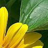 Helianthus annuus 'Sunspot', flowers