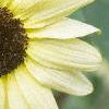 Helianthus annuus 'Vanilla Ice', flowers