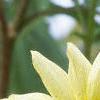 Helianthus annuus 'Vanilla Ice', flowers