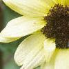 Helianthus annuus 'Vanilla Ice', flowers