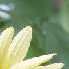 Helianthus annuus 'Vanilla Ice', flowers