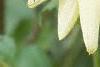 Helianthus annuus 'Vanilla Ice', flowers