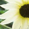 Helianthus annuus 'Vanilla Ice', flowers