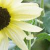 Helianthus annuus 'Vanilla Ice', flowers