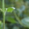 Helianthus annuus 'Vanilla Ice', flowers