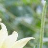 Helianthus annuus 'Vanilla Ice', flowers