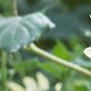 Helianthus annuus 'Vanilla Ice', flowers