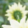 Helianthus annuus 'Vanilla Ice', flowers