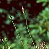 Helenium autumnale, habit