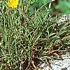 Helenium autumnale, habit