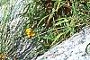 Helenium autumnale, habit