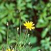 Helenium autumnale, habit