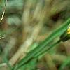 Helenium autumnale, flowers