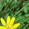 Helenium autumnale, flowers