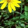 Helenium autumnale, flowers