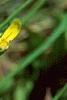 Helenium autumnale, flowers