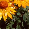 Helichrysum bracteatum 'Golden Beauty', flowers