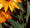 Helichrysum bracteatum 'Golden Beauty', flowers
