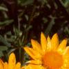 Helichrysum bracteatum 'Golden Beauty', flowers