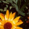 Helichrysum bracteatum 'Golden Beauty', flowers