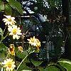 Helianthus occidentalis, habit
