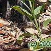 Helianthus occidentalis, habit