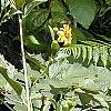 Helianthus occidentalis, habit