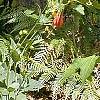 Helianthus occidentalis, habit