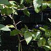 Helianthus occidentalis, habit