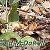 Helianthus occidentalis, habit