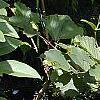 Helianthus occidentalis, habit