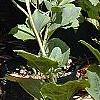 Helianthus occidentalis, habit