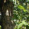 Helianthus occidentalis, habit