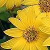 Helianthus occidentalis, flowers