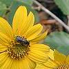 Helianthus occidentalis, flowers