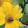 Helianthus occidentalis, flowers