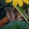 Helianthus occidentalis, flowers