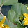 Helianthus occidentalis, flowers