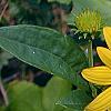 Helianthus occidentalis, flowers