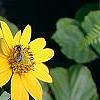 Helianthus occidentalis, flowers