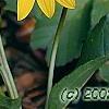 Helianthus occidentalis, flowers