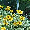 Heliopsis helianthoides 'Loraine Sunshine' PP 1069, habit