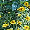 Heliopsis helianthoides 'Loraine Sunshine' PP 1069, habit
