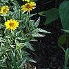 Heliopsis helianthoides 'Loraine Sunshine' PP 1069, habit