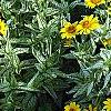 Heliopsis helianthoides 'Loraine Sunshine' PP 1069, habit