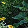 Heliopsis helianthoides 'Loraine Sunshine' PP 1069, habit