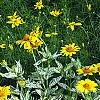 Heliopsis helianthoides 'Loraine Sunshine' PP 1069, habit